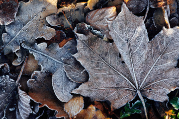 Beautiful fallen leaves covered with frost