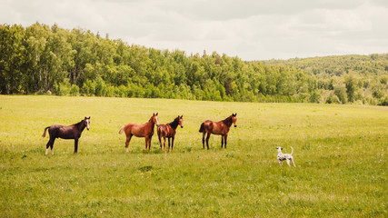 horses grazing in field