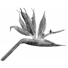 Bird Of Paradise Flower, Strelitzia Reginae, Crane Flower Hand Drawn Botanical Illustration Isolated On White Backdrop, Exotic Tropical Plant For Design Pattern Cosmetic, Greeting Card, Wedding Invite