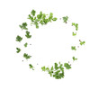 Frame made of fresh aromatic parsley on white background