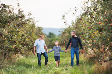 Wall Mural - A small boy with father and grandfather walking in apple orchard in autumn.