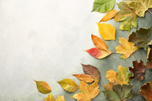 Beautiful Autumn Leaves On Color Background
