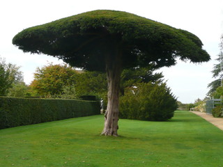 shaped tree