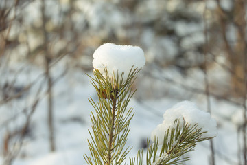 Wall Mural - Fir tree branches in the snowy forest. New year and christmas theme