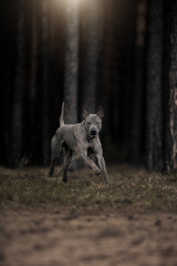 Wall Mural - beautiful gray Thai ridgeback hovered in a jump in a coniferous forest