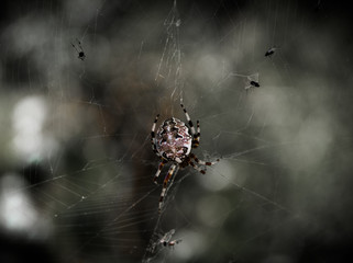 spider on web