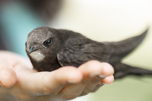 Human And The Animal Connection. The Concept Of Trust And Friendship. Bird In Woman Hand Outdoors On Nature. Black Martin Or Common Swift.