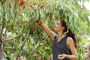 Portrait of happy young woman gardener picking sweet cherry from tree. Girl farmer. Harvesting of fruits and berries