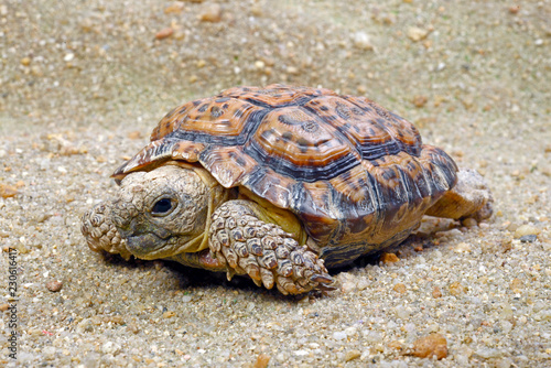Gesagte Flachschildkrote Chersobius Signatus Speckled Cape Tortoise Stock Foto Adobe Stock