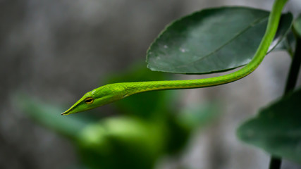 Green snake in the tree,Its green skin of camouflage nature to dodge the enemy to survive. Concept Adaptation to survival in society.