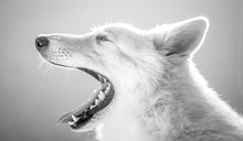 Adorable Furry Dog Yawning