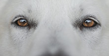 Eyes Of White Dog