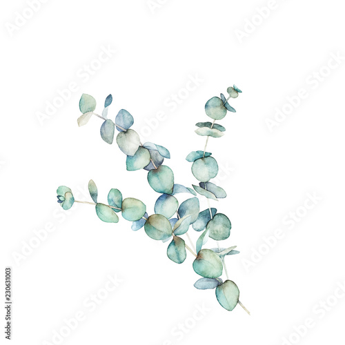 Watercolor eucalyptus branch. Botanical greenery card. Isolated images on whi...