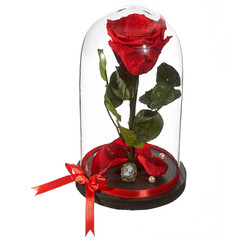 decorative flower preserved (eternal roses) in the globe of glass isolated on white