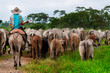 La ganadería  en Colombia