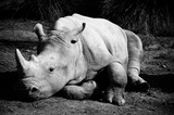 Fototapeta Zwierzęta - rhinocéros sigean