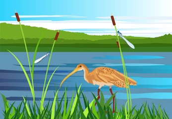 Wall Mural - Sandpiper bird,  lake, gragonflies, wetland landscape, vector wildlife