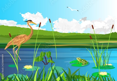 Cuadros en Lienzo Red heron on the lake, seagull flying, lake, gragonflies, wetland landscape, v