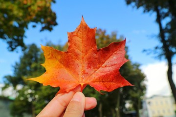 Wall Mural - Hand holding red maple leaf with blurred of colorful tree leaves and blue sky background. Nature in autumn background concept.