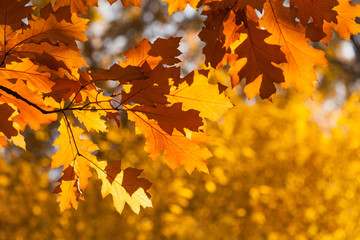 Wall Mural - Red oak tree autumn foliage background. Orange yellow brown leaves, sunny day park scene. Macro view, shallow depth of field