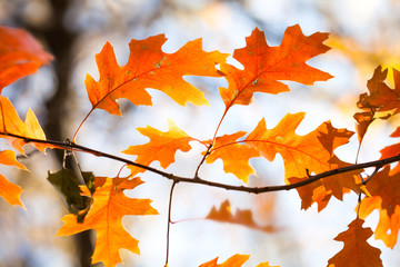Wall Mural - Beautiful Red oak tree branch autumn foliage macro view. Colorful orange brown leaves, sunny day forest scene. Selective focus