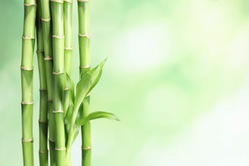  Zielony bambus wywodzi się na tło zamazane pole z miejsca na tekst