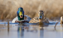 Male Mallard Follows Female Duck As They Swim On Water Surface Of Small Lake In Spring