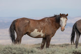 Fototapeta  - Majestic Wild Horse in the High desert