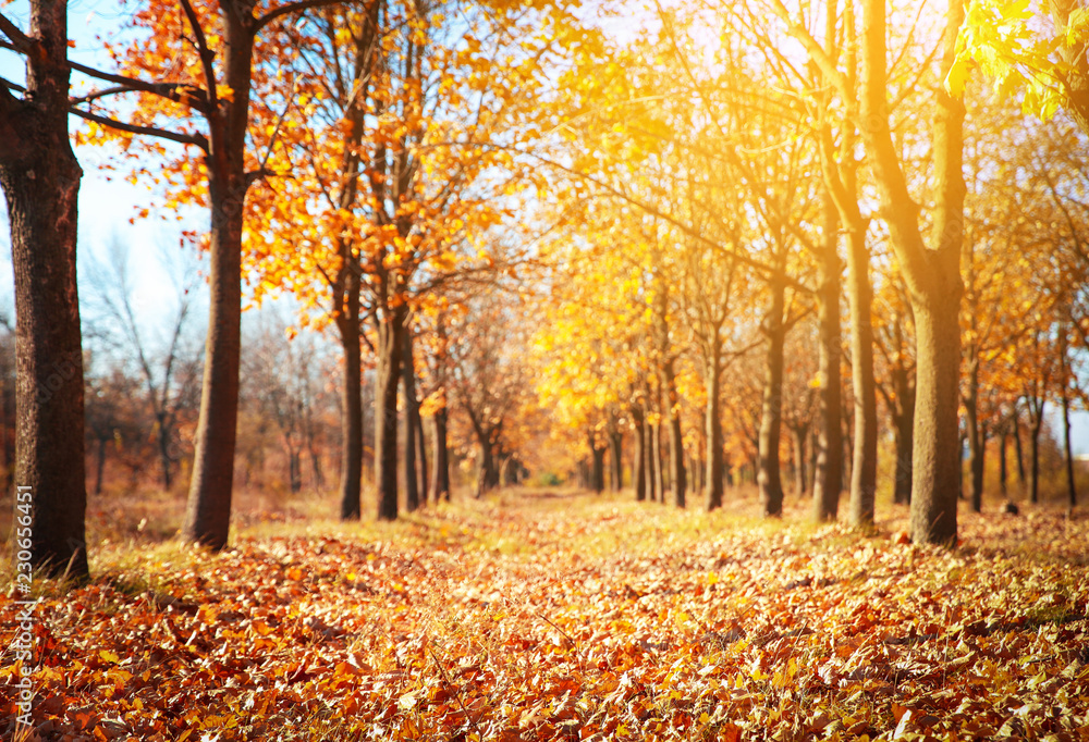 Beautiful autumn landscape with trees and dry leaves on ground - obrazy, fototapety, plakaty 