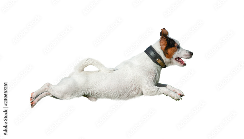Jack russell terrier isolated - obrazy, fototapety, plakaty 