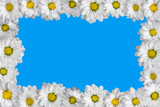 Fototapeta Krajobraz - Frame made of white daisies. Isolated on blue.