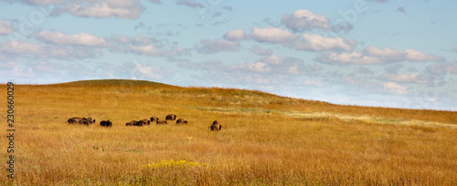 Fotografía Rolling hills, warm grasses and a heard of Bison at the Kansas Tallgrass Prairie