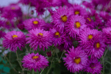 Purple Chrysanthemums With Blurred Background And Very Soft Focus. Art Idea.