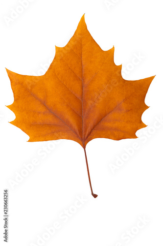 sycamore brown autumn leaf