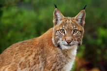The Eurasian Lynx (Lynx Lynx), Portait. Siberian Lynx Portait.