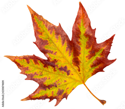 sycamore multicolored autumn leaf