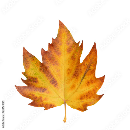 multicolored sycamore brown autumn leaf