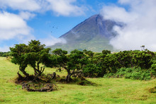 Image Of Trees Below The Big Mountain Of Pico