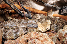 Gefleckte Klapperschlange (Crotalus Mitchellii Pyrrhus) - Speckled Rattlesnake