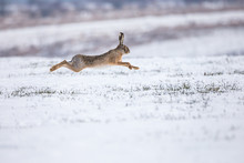 Hare Runnig On Snowy Field
