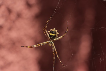 spider