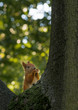 ruda wiewiórka wyglądająca zza drzewa