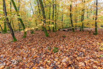 Wall Mural - Forêt en automne