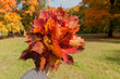 Bukiet  jesiennych kolorowych liści