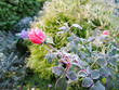Winter in the garden. The first frost and frozen pink rose.