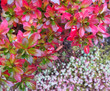 Colorful autumn background. Bright pink leaves of azalea in the garden