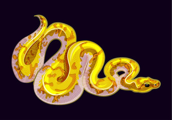 banana calico ball python. bright yellow morph of python regius isolated vector image. exotic pet il