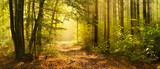 Fototapeta Las - Footpath through Enchanted Forest in Autumn, Morning Fog illuminated by Sunlight