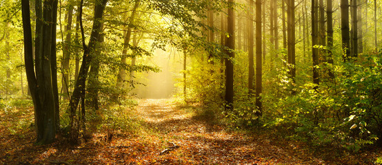 Wall Mural - footpath through enchanted forest in autumn, morning fog illuminated by sunlight