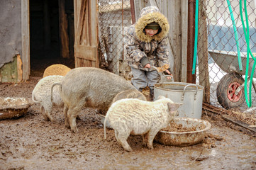 Wall Mural - Rural Little boy helps his father to feed swine on farm. pan for cooking porridge, wheelbarrow for transporting food for pigs. Winter weather with rain and snow